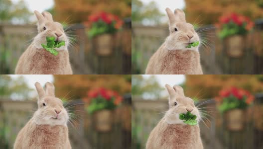 在温暖的秋叶环境中，鲁弗斯兔以轻微的角度吃欧芹高清在线视频素材下载