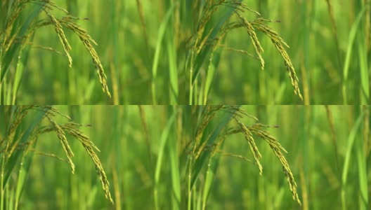 近的稻穗随风摇摆在稻田里。高清在线视频素材下载