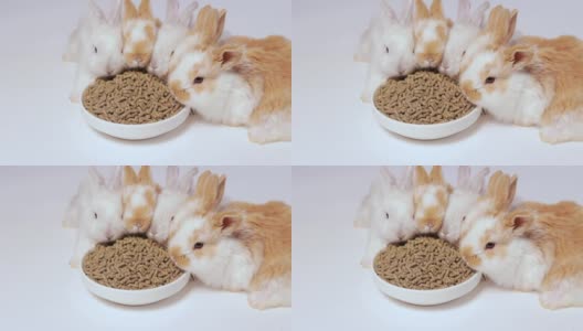 可爱的姜兔子在白色的背景上吃配合饲料。兔子的食物。平衡的宠物食品。不错的宠物视频，很多食物高清在线视频素材下载
