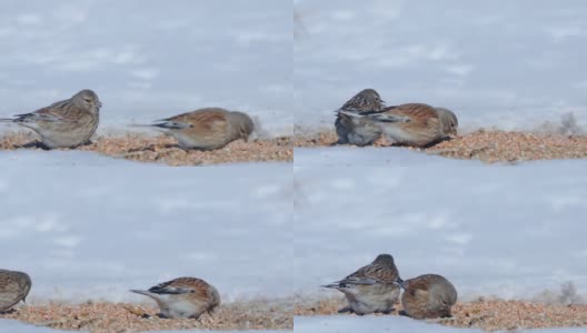 一群普通的红雀(Linaria cannabina)坐在雪地上吃散落的小麦。高清在线视频素材下载