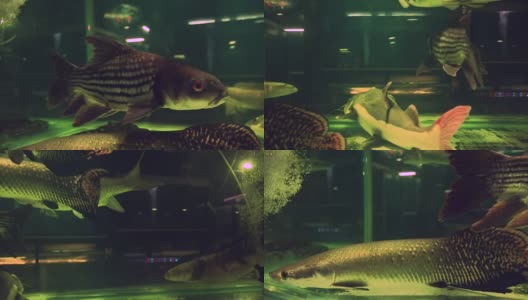 奇异的亚马逊河鱼作为宠物出售高清在线视频素材下载