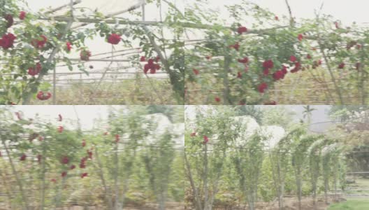花园公园里盛开的玫瑰花高清在线视频素材下载