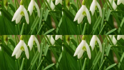 Macro dolly: spring snowflakes on a meadow in full bloom高清在线视频素材下载