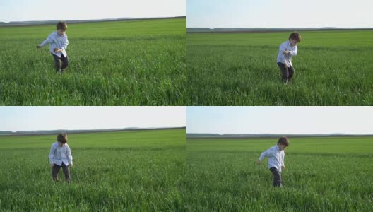 小男孩在田野里走着，摸着绿色的麦子。孩子用手摸着小麦。收获的概念。收获的概念高清在线视频素材下载