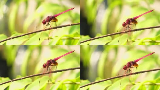 4k红色的蜻蜓特写野生动物，大眼睛是五颜六色的，绿色的背景在花园里。高清在线视频素材下载