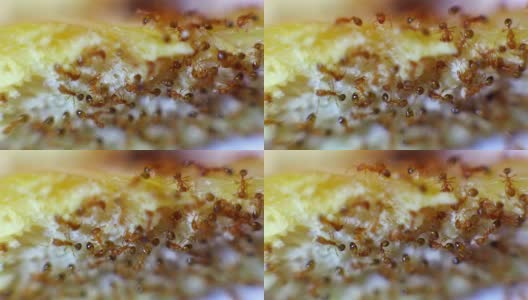 蚂蚁吃剩饭的特写高清在线视频素材下载