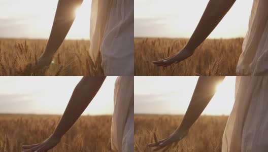 穿白裙子的妇女用手穿过田野里的麦子。农村,自然,夏天高清在线视频素材下载