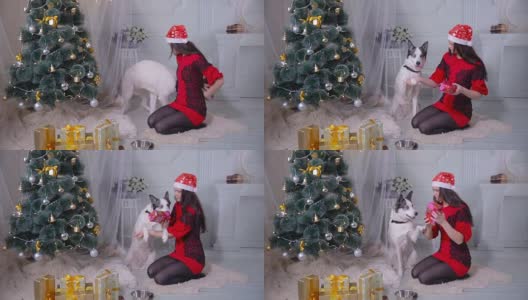 新年庆祝活动中，一个女孩在圣诞树旁给她的哈士奇狗送礼物高清在线视频素材下载