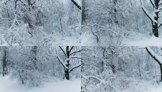 森林里白雪皑皑的树枝。冬天的童话背景高清在线视频素材下载