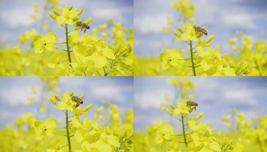 蜜蜂和油菜花，慢镜头高清在线视频素材下载