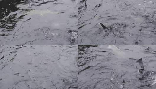 鲟鱼群在渔场的水中游动高清在线视频素材下载