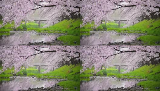 日本东京立川公园美丽的樱花高清在线视频素材下载