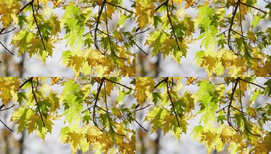 4K秋叶飘落，伦敦海德公园高清在线视频素材下载