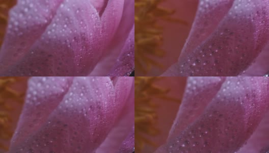 近距离微距拍摄的粉红牡丹盛开的花瓣与水滴。高清在线视频素材下载