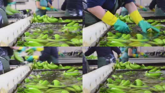 操作员在包装工厂清洗香蕉。高清在线视频素材下载