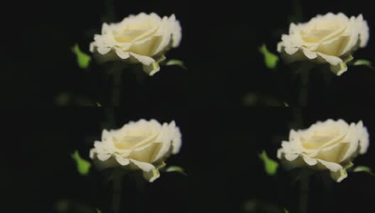 一朵非常美丽的白玫瑰。高清在线视频素材下载