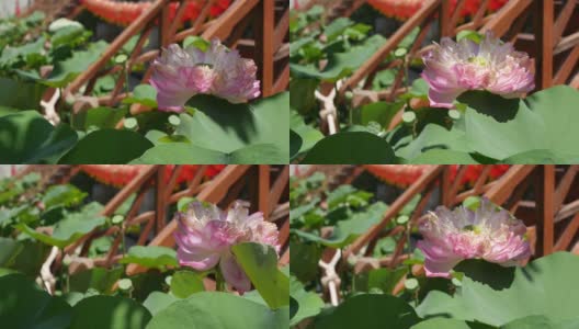 池塘里粉红色的荷花和绿色的叶子。美丽的部分白色莲花作为佛教的象征漂浮在池塘的水在阳光灿烂的日子。佛教的宗教。花的背景。高清在线视频素材下载