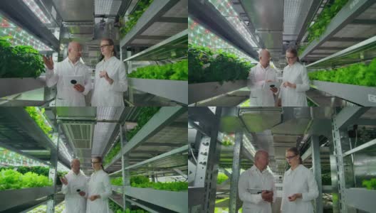 一男一女穿着白大褂在未来的现代实验室里种植沙拉和蔬菜高清在线视频素材下载