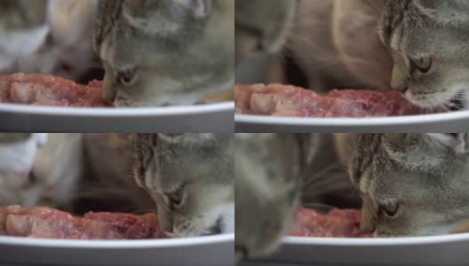 一群猫一起吃湿罐头食物的慢动作高清在线视频素材下载