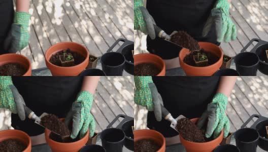 年轻的双手在园艺手套盆栽植物高清在线视频素材下载