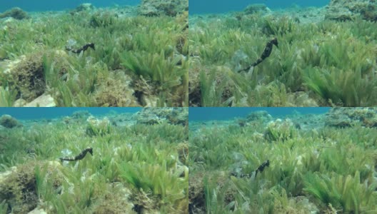 海马慢慢地游过绿色的海草。慢镜头，镜头向前移动高清在线视频素材下载