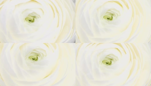 近距离观看美丽的白色毛茛(毛茛属)花头开放。盛开的毛茛花背景。婚礼背景，情人节的概念。4K延时进尺高清在线视频素材下载
