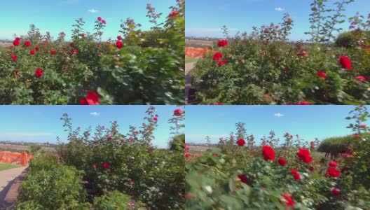 小车拍摄花园里的红玫瑰，慢镜头120帧/秒高清在线视频素材下载
