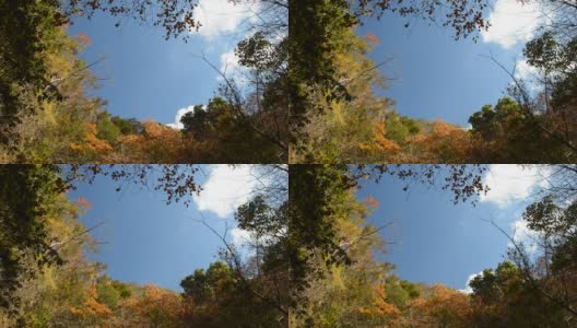 修:秋天天气好，树叶在风中迎风飘扬高清在线视频素材下载
