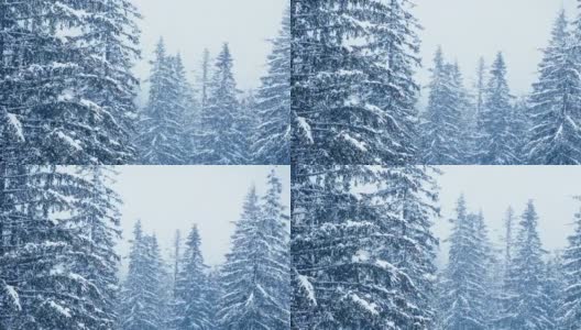 冬天的森林里飘着雪花，圣诞节的早晨飘着软绵绵的雪花。冬天的风景。雪覆盖的树木高清在线视频素材下载
