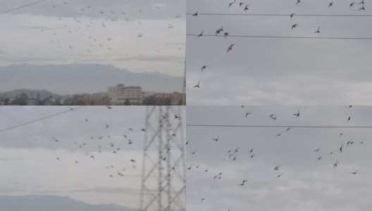 一群鸽子在慢镜头中飞过洛杉矶高清在线视频素材下载