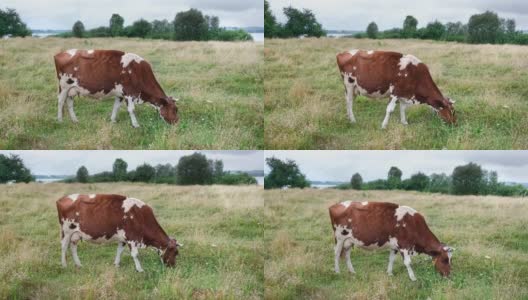 红斑牛在草地上吃草。奶牛在美丽的草地上吃草。农场和农业概念。4 k分辨率的视频。高清在线视频素材下载