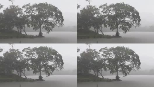 树在雨中湖边的薄雾(阴森恐怖惊悚的气氛)高清在线视频素材下载