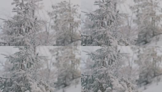 冬天的森林里，冰雪覆盖着冷杉树枝。现场。松树经过大雪，自然在冬天寒冷的季节高清在线视频素材下载