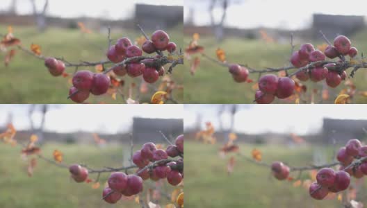 紫菀花于秋园，选择性聚焦高清在线视频素材下载
