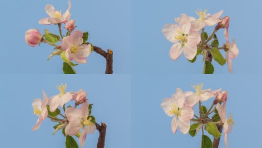 4k时间流逝的一棵苹果树，白色的花朵盛开，在蓝色的背景上生长。海棠盛开的花朵。白色的小花，在蓝色的背景上生长和绽放。高清在线视频素材下载