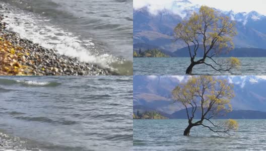 新西兰南岛瓦纳卡湖的那棵瓦纳卡树。高清在线视频素材下载