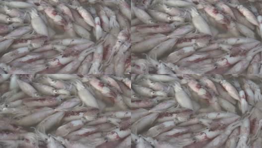 海鲜市场上新鲜的冰镇鱿鱼群高清在线视频素材下载