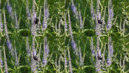 Veronica叶。蜜蜂在花上。田野里的野花。视频片段静态摄像机高清在线视频素材下载