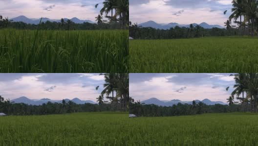 在日落时，吊车通过郁郁葱葱的稻田到达巴厘岛的火山高清在线视频素材下载