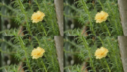 花园里的黄玫瑰苔高清在线视频素材下载