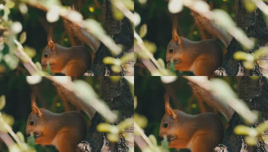 一只小红松鼠的幼崽躲在树枝里吃坚果高清在线视频素材下载