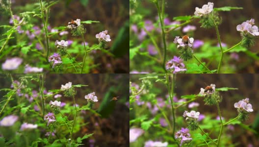 蜜蜂给紫罗兰野花授粉的慢镜头高清在线视频素材下载