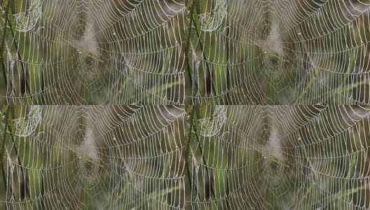 清晨的蜘蛛网上有露珠高清在线视频素材下载