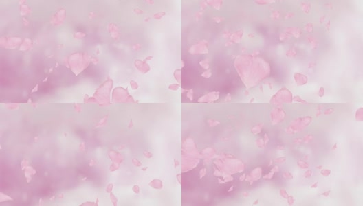 落下的粉色玫瑰花瓣或樱花。春季慢动作高清动画，近景模糊背景。高清在线视频素材下载