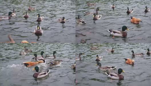 野鸭在池塘里游泳高清在线视频素材下载