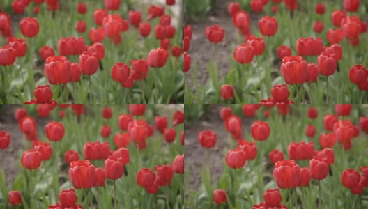 花园里迎风盛开的红色郁金香高清在线视频素材下载