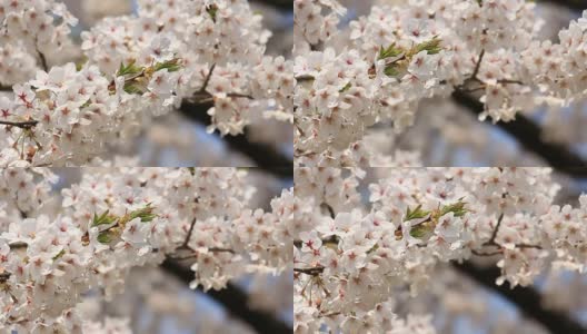 樱花的花,将日本秋田犬高清在线视频素材下载