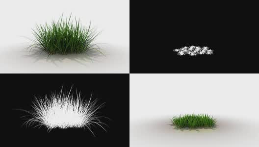 在一个白色工作室和阿尔法马特动画草pitch增长的3d渲染高清在线视频素材下载