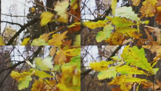 秋天的树叶和树木高清在线视频素材下载