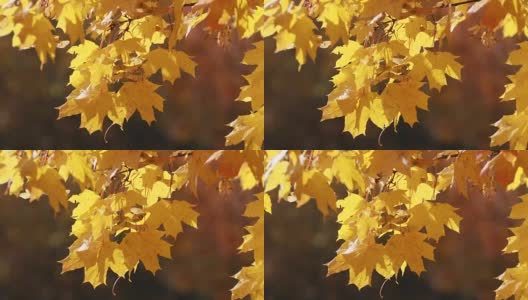 树叶在秋天落下。漂亮的背景高清在线视频素材下载